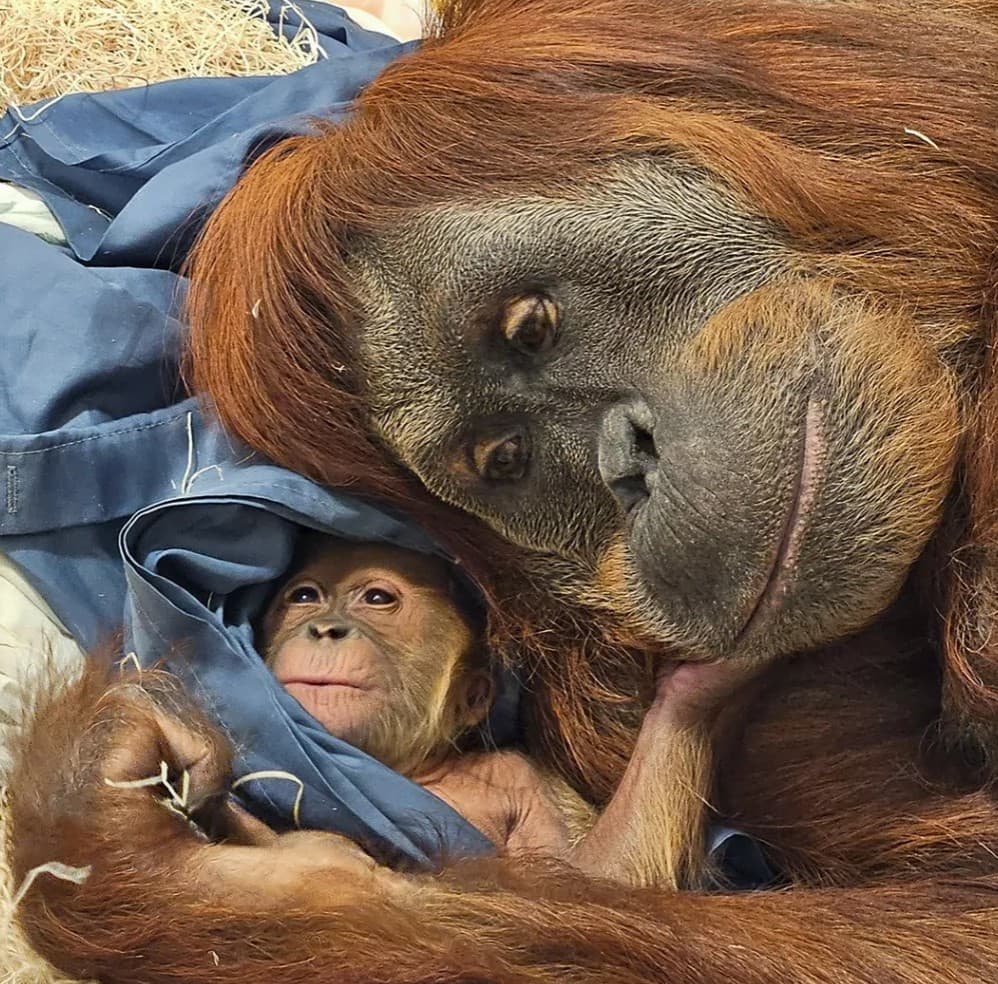 Raya the Orangutan